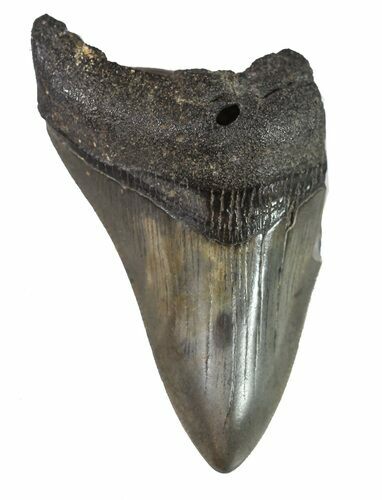 Partial, Fossil Megalodon Tooth #89046